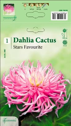 Далия Stars Favourite