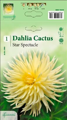 Далия Star Spectacle