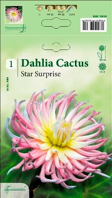 Далия Star Surprise