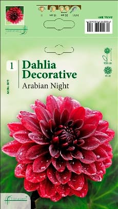 Далия Arabian Night