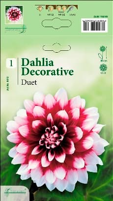 Далия Duet
