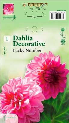 Далия Lucky Number