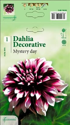 Далия Mystery day