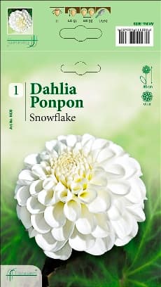 Далия Snowflake