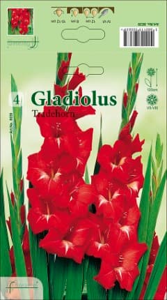Гладиоли Traderhorn