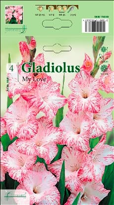 Гладиоли My Love