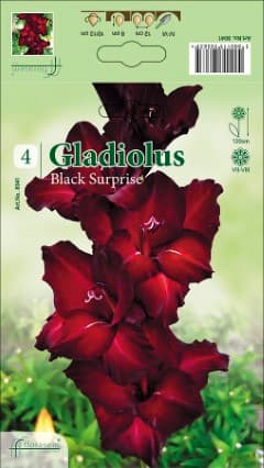 Гладиоли Black Surprise