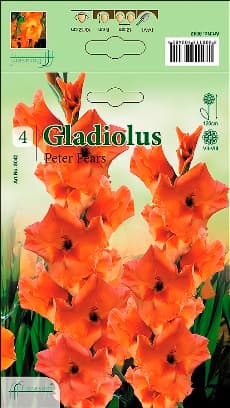 Гладиоли Peter Pears