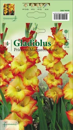 Гладиоли Princess Margareth Rose
