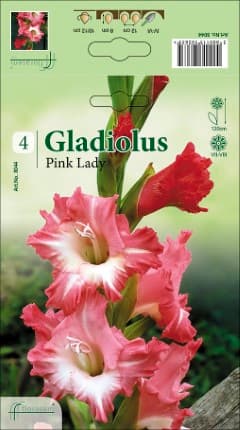Гладиоли Pink Lady