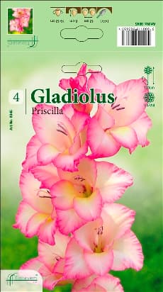 Гладиоли Priscilla