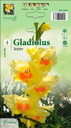 Гладиоли Jester