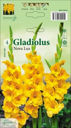 Гладиоли Nova Lux