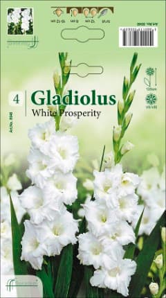 Гладиоли White Prosperity