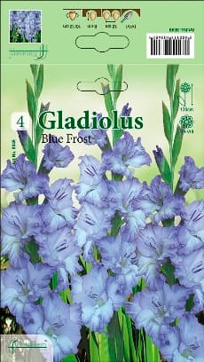 Гладиоли Blue Frost