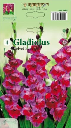 Гладиоли Velvet Eyes