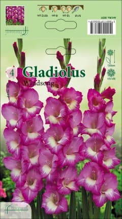 Гладиоли Windsong