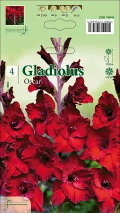 Гладиоли Oscar
