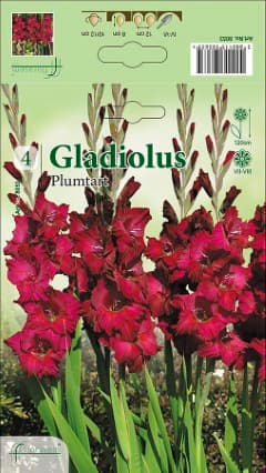 Гладиоли Plumtart