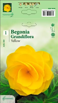 Бегония Yellow