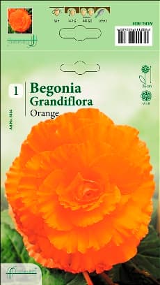 Бегония Orange