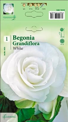 Бегония White