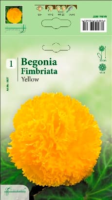 Бегония Yellow