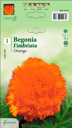 Бегония Orange