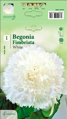 Бегония White