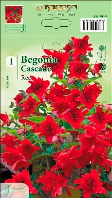 Бегония Red