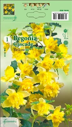 Бегония Yellow