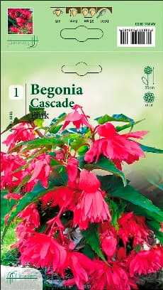 Бегония Pink