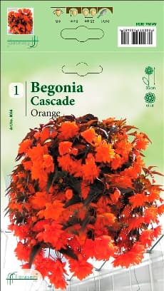 Бегония Orange