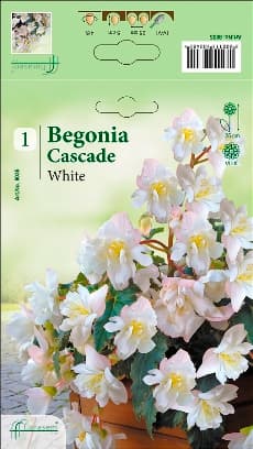 Бегония White