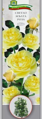 Роза Светло жълта