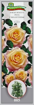 Роза Бледо жълта с бял оттенък