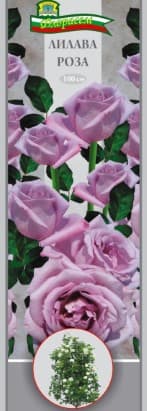 Роза Лилава