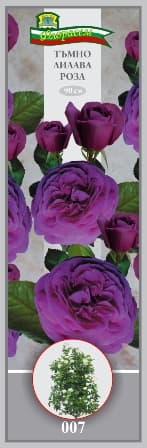 Роза Тъмно лилава