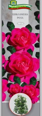 Роза Цикламена