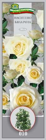 Роза Наситено бяла