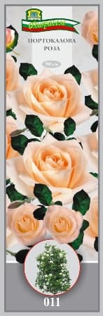 Роза Портокалова