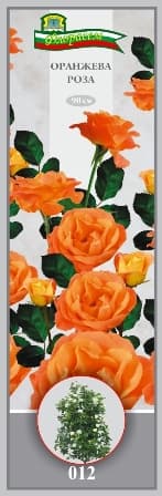 Роза Оранжева