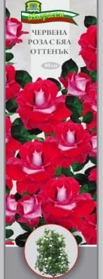 Роза Червена с бял оттенък