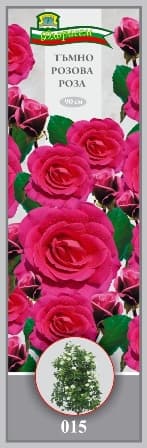 Роза Тъмно розова