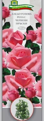 Роза Бледо розова с червени пръски