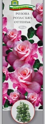 Роза Розова с бял оттенък