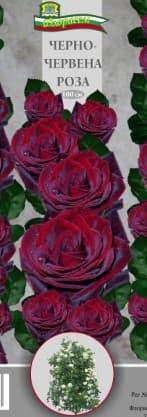 Роза Черно червена