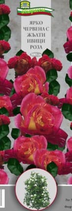 Роза Ярко червена с жълти ивици