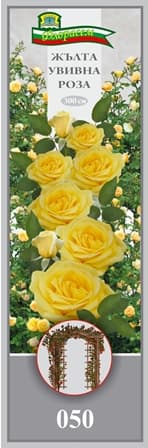 Роза Жълта увивна