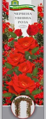 Роза Червена увивна